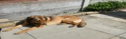 Mixed Breed dogs for sale: Lovely Obi Looking For His Forever Home in Chesterfield - Advert 3