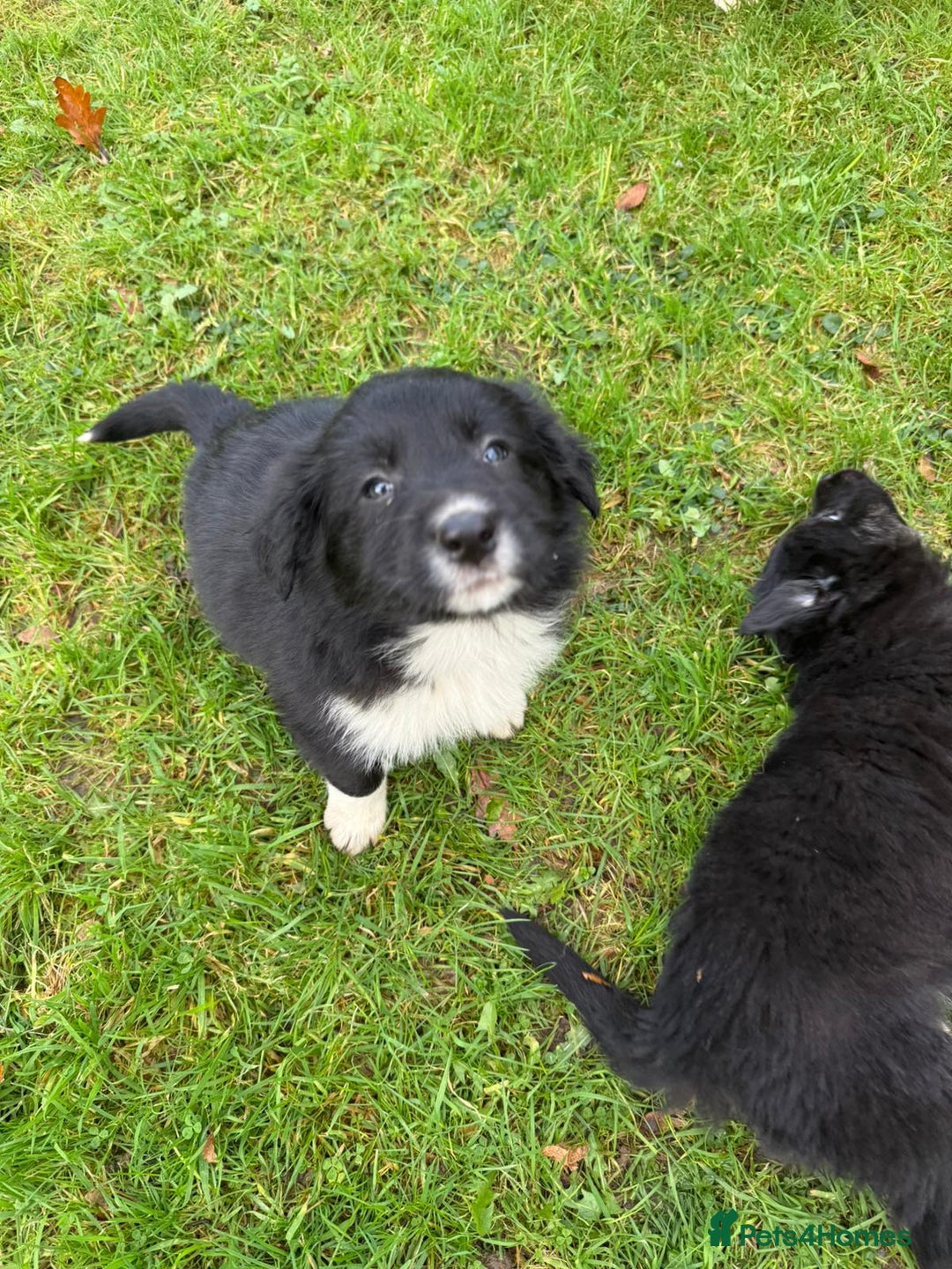 Border Collie dogs for sale: Gorgeous Border Collie Pups - Advert 7