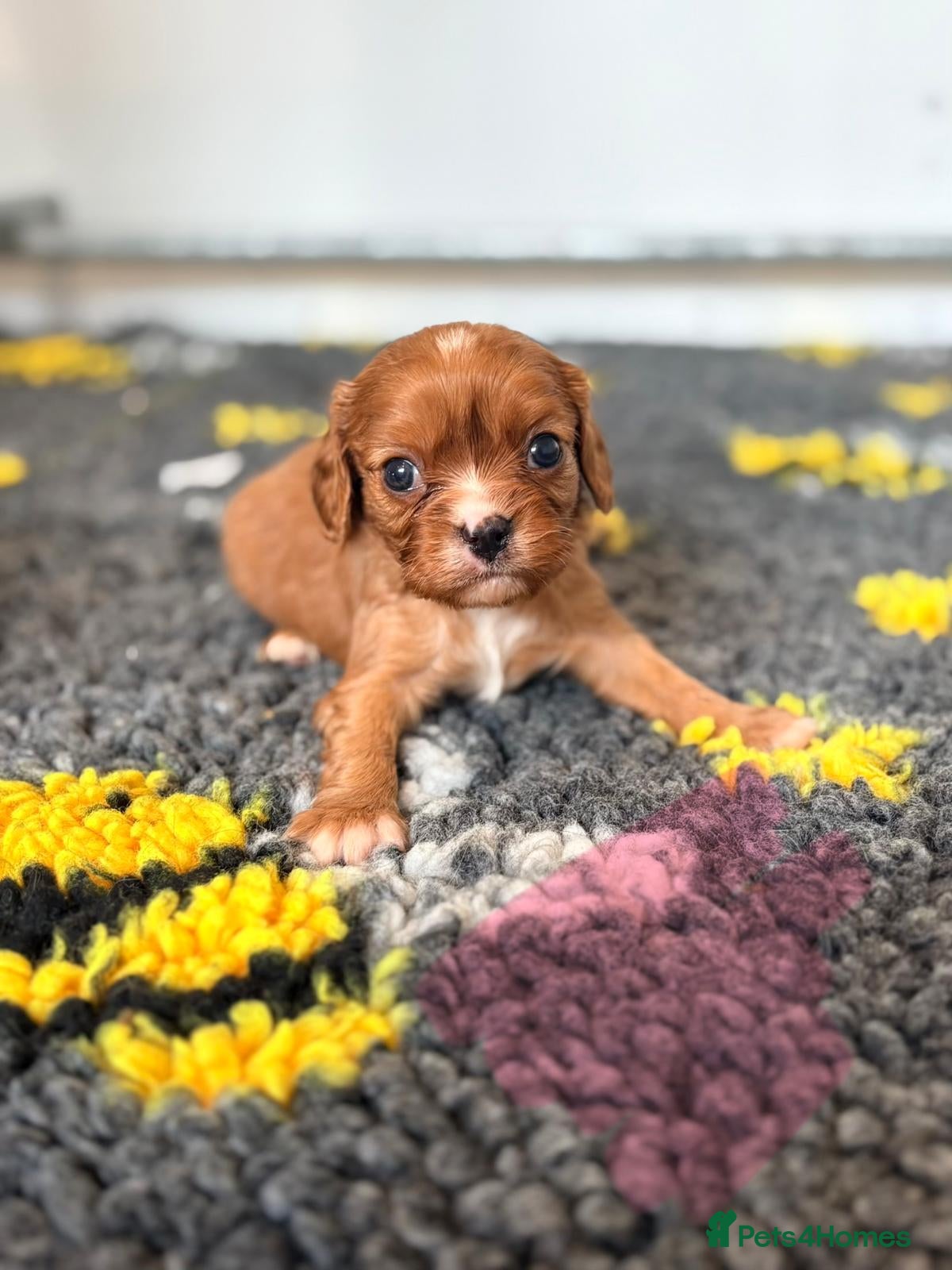 Cavalier King Charles Spaniel dogs Kc reg & health tested puppies  - Advert 1