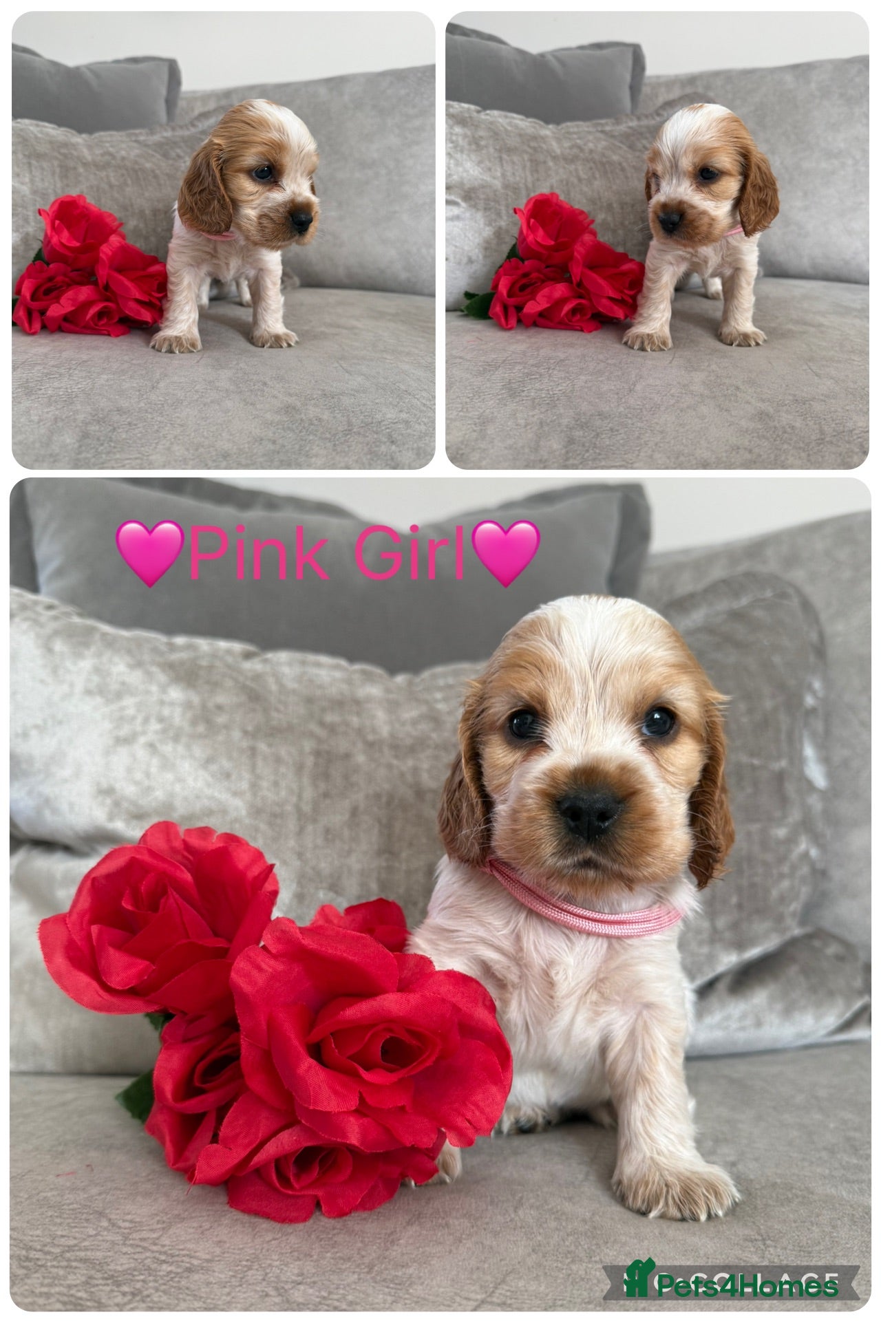 Cocker Spaniel dogs Outstanding KC Show Type Cocker Spaniel Puppies - Advert 1