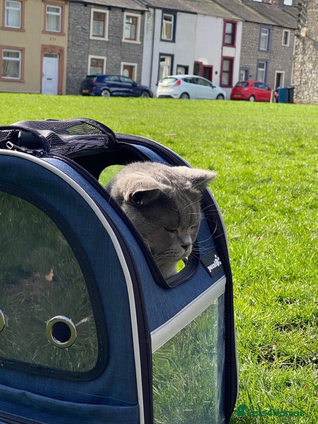 British Shorthair cats for stud: Meet Leo, Active Registered GCCF BHS Stud in Clitheroe - Advert 21