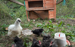 Chickens poultry for sale: chicks, quail chicks and pairs - Image 10