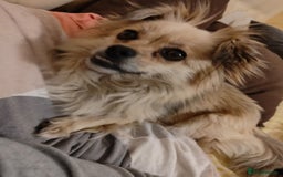 Pekingese dogs for adoption: 💖🐶 ROSA 🐶💖 - Image 7
