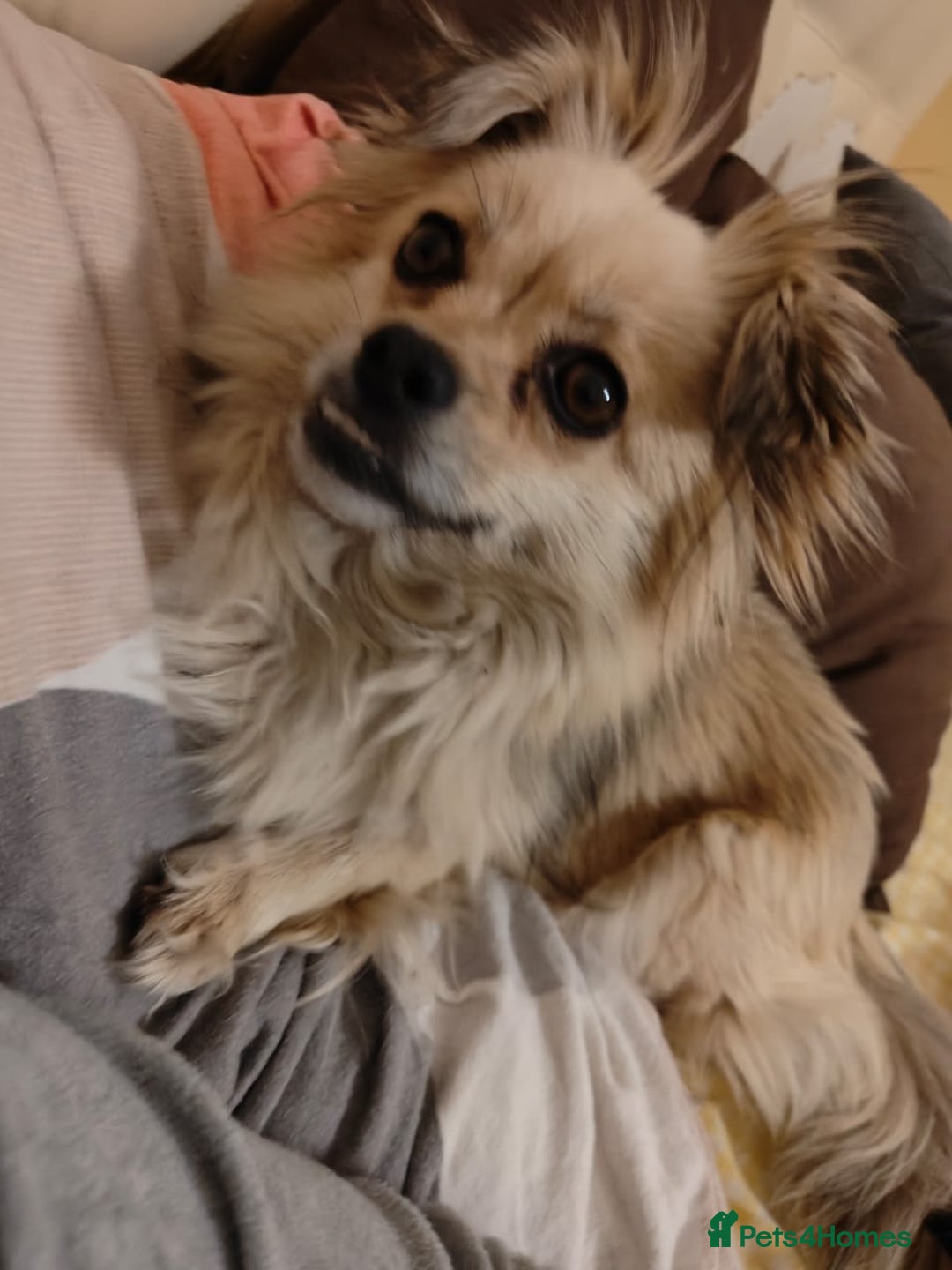 Pekingese dogs for adoption: 💖🐶 ROSA 🐶💖 - Image 7