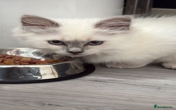 Ragdoll cats for sale: 2 Loving Ragdoll males - Image 12