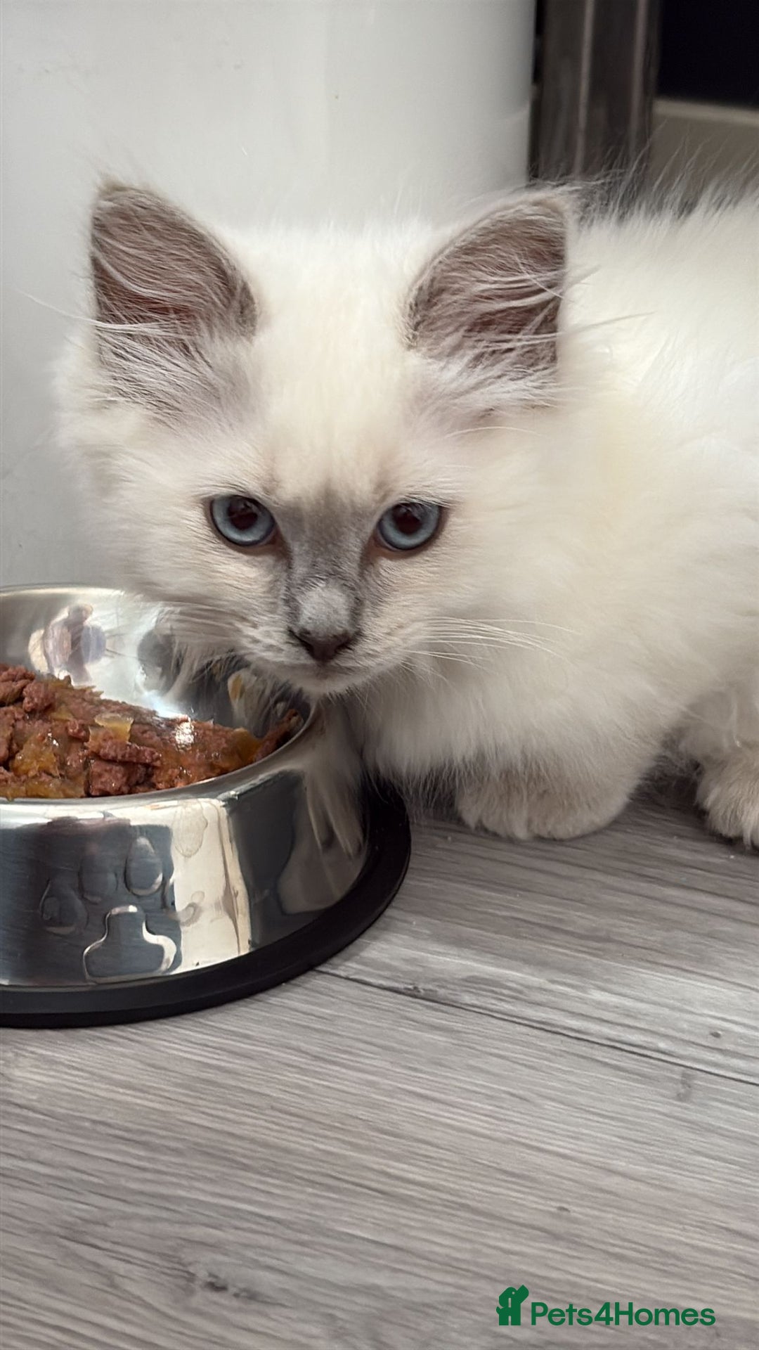 Ragdoll cats for sale: 2 Loving Ragdoll males - Image 12