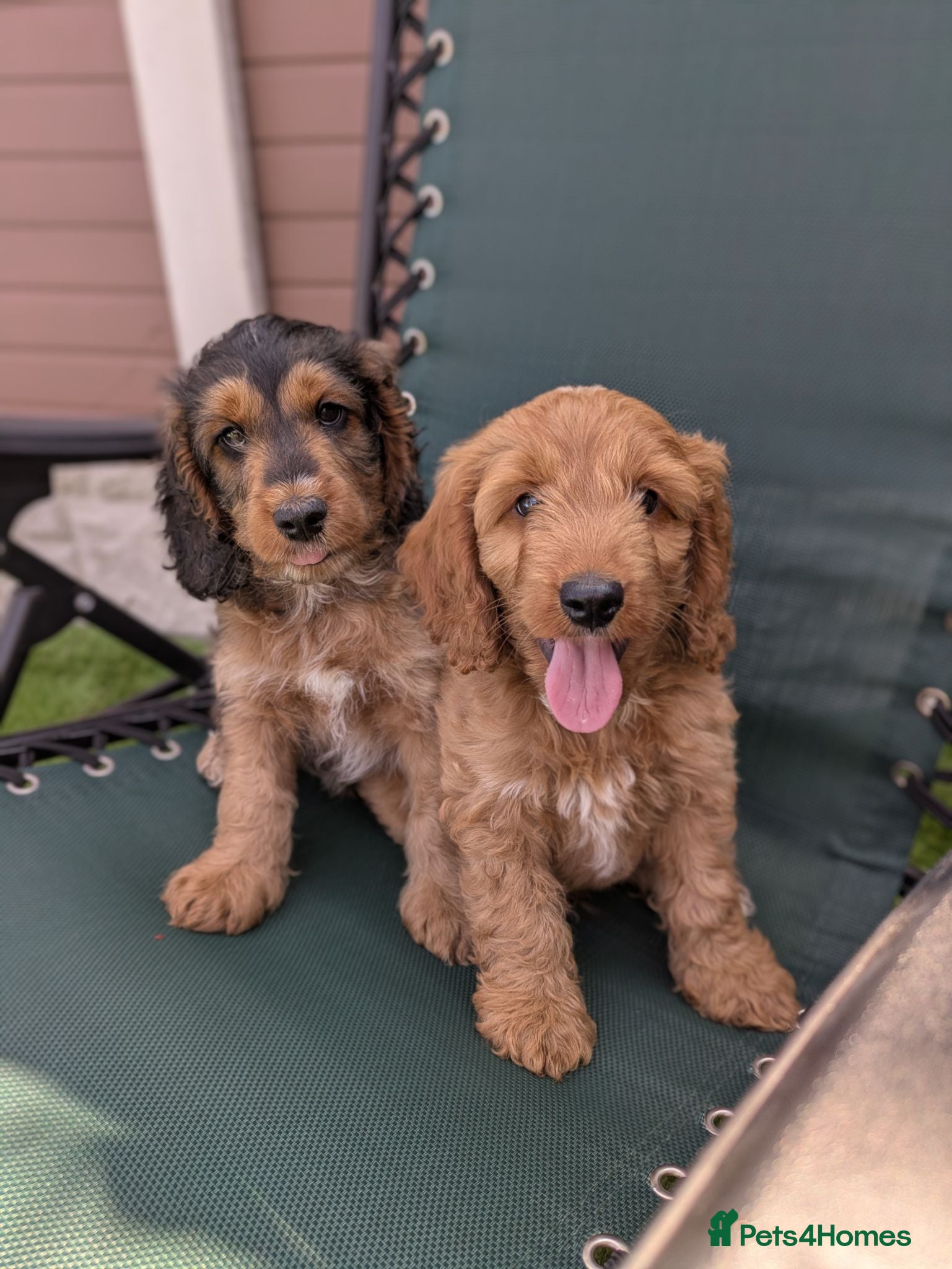 Cockapoo dogs 2 f1 Show/Toy boys ready for their new home - Advert 2