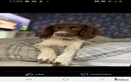 Mixed Breed dogs for sale: Cockerbull puppies  - Image 37