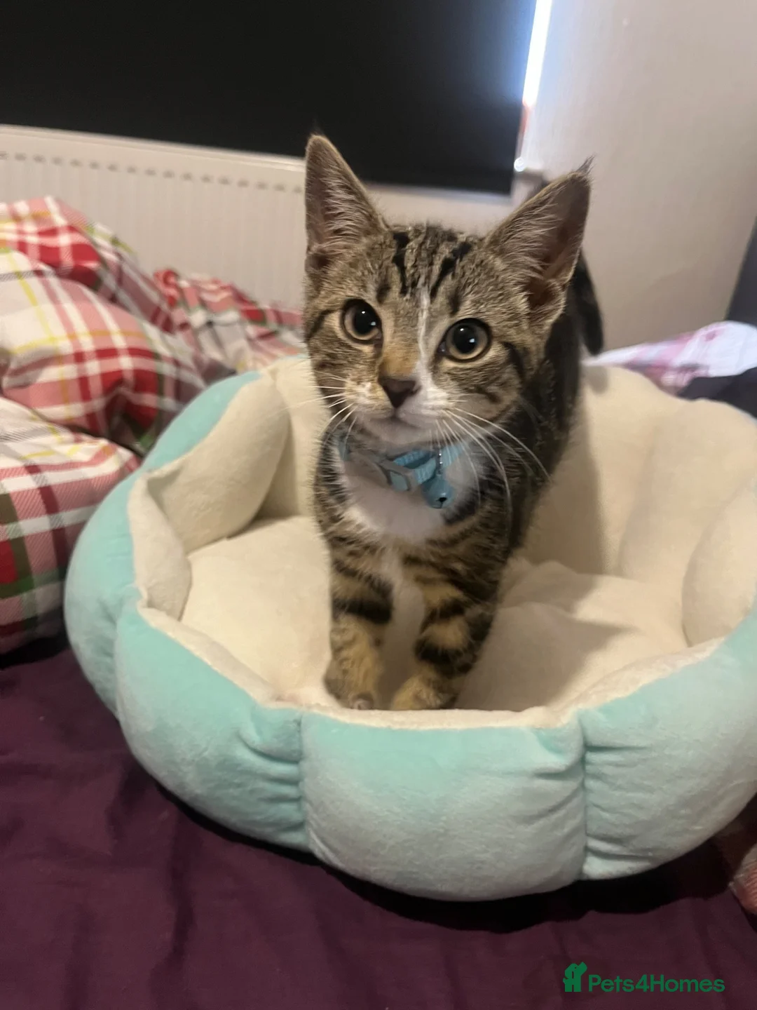 Mixed Breed cats for sale: Tabby Male  in Northampton - Advert 1