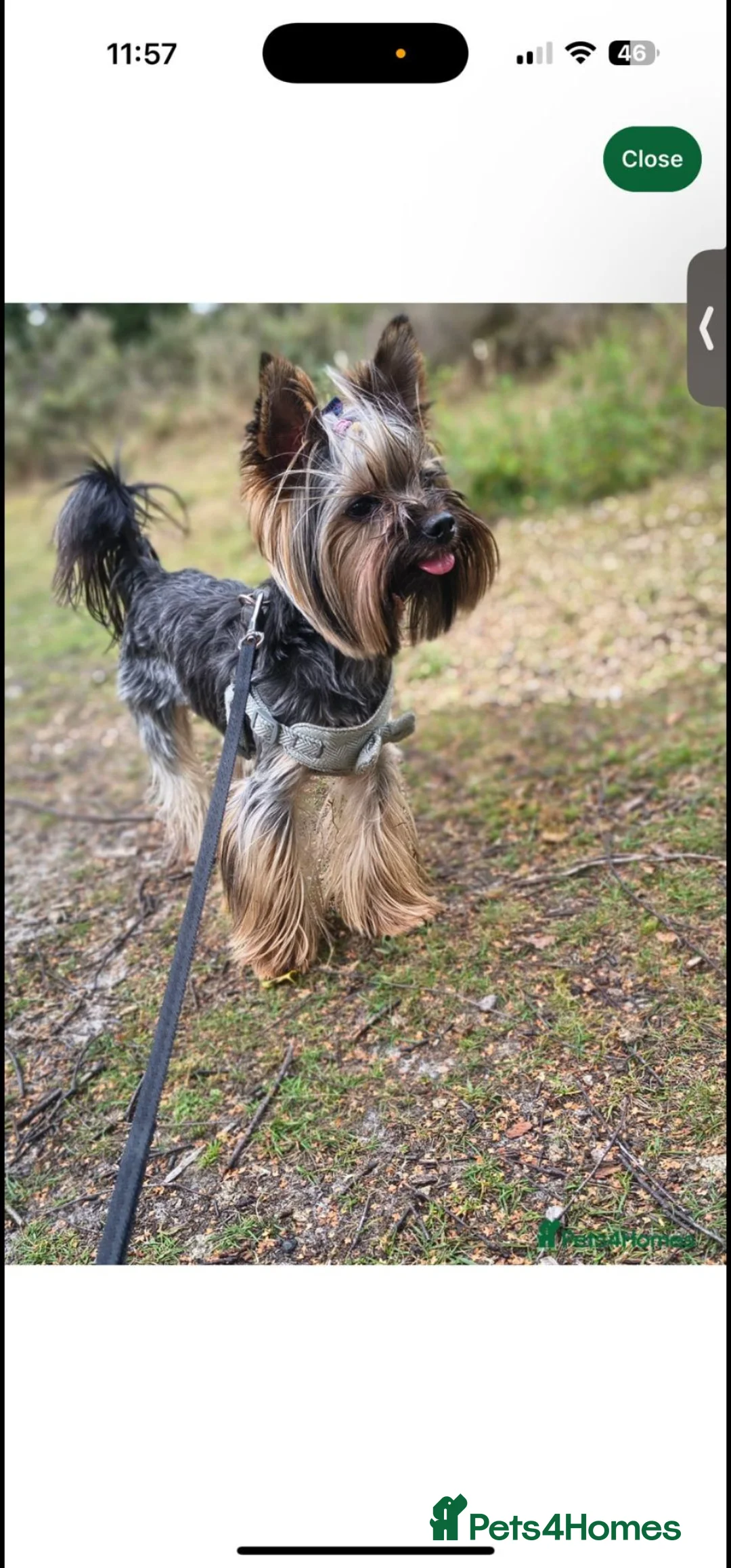 Chorkie dogs for sale: One gorgeous boy left  - Advert 23