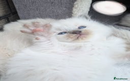 Ragdoll cats for sale: Ragdoll - home reared kittens - Image 12