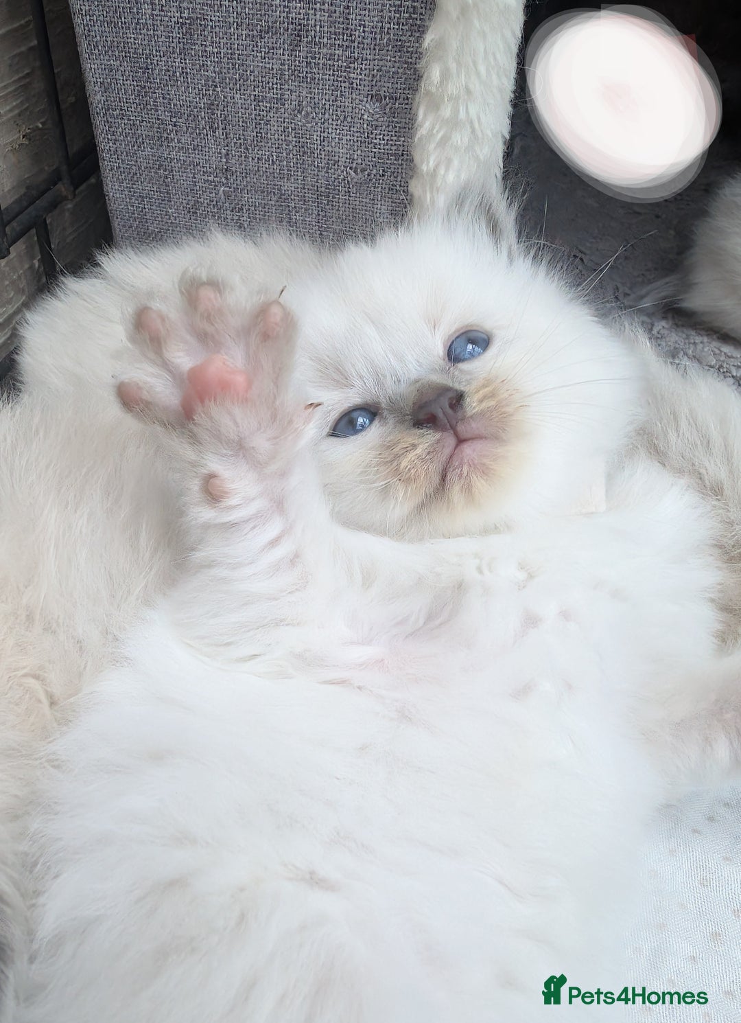 Ragdoll cats for sale: Ragdoll - home reared kittens - Image 12