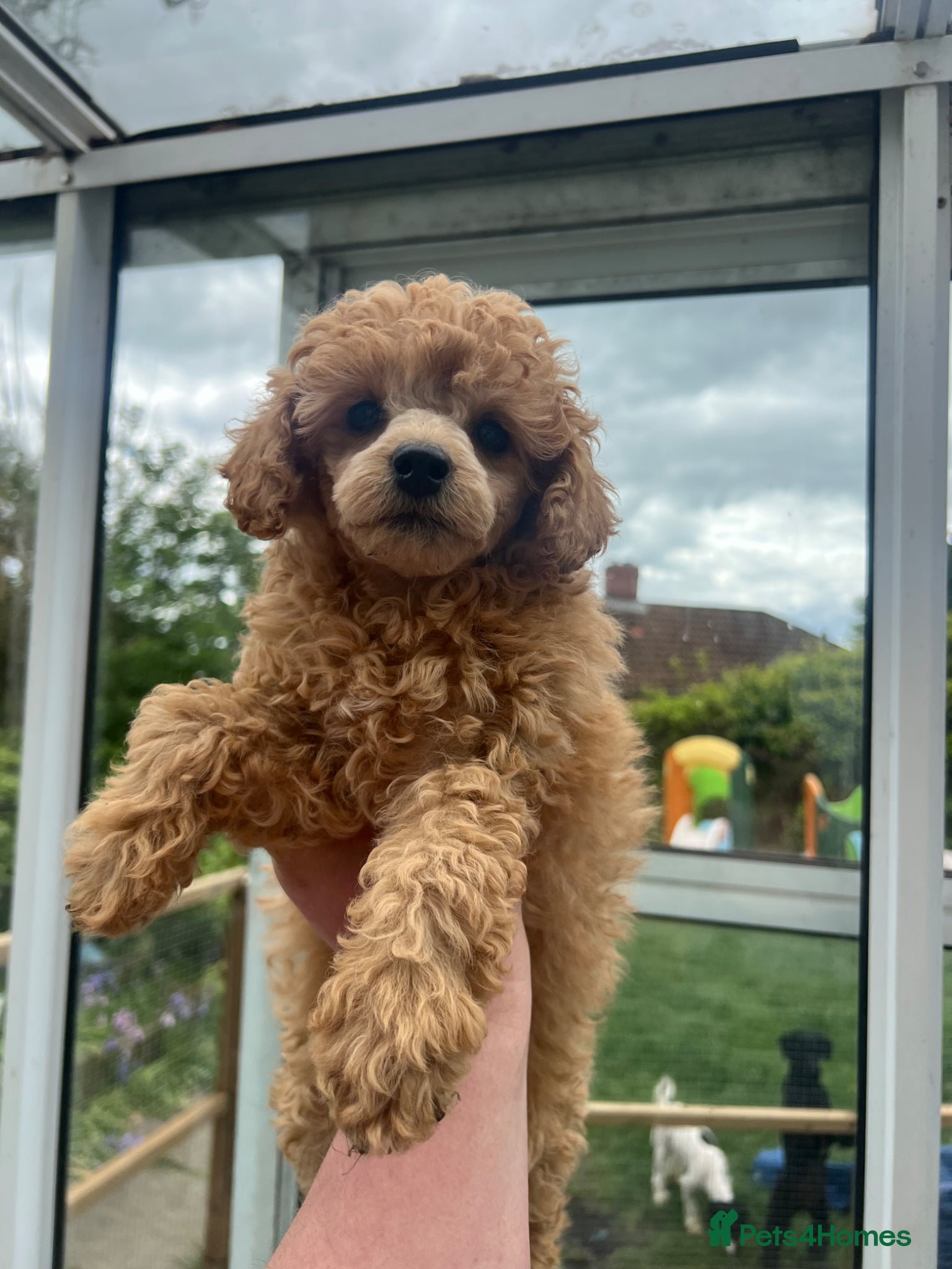 Toy Poodle dogs KC reg Toy Poodles - 1 LEFT phantom,apricot,black - Advert 9