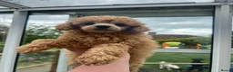 Toy Poodle dogs for sale: KC reg Toy Poodles - 1 LEFT vaccinated and ready - Advert 1