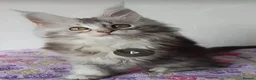 Maine Coon cats for sale: HCM/PKDef/SMA clear TICA silvers poly/non poly  - Advert 33
