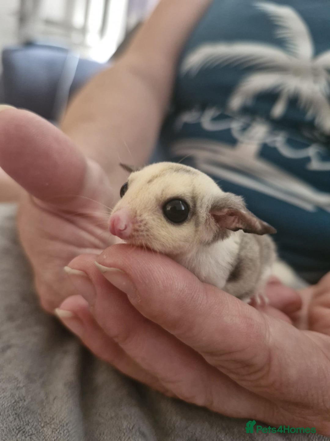 Sugar Glider rodents for sale: Breeding pair of  sugar gliders ready 13th sept   - Image 20