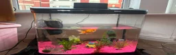 Fancy Goldfish fish for sale: Oranda goldfish in Liverpool - Advert 4