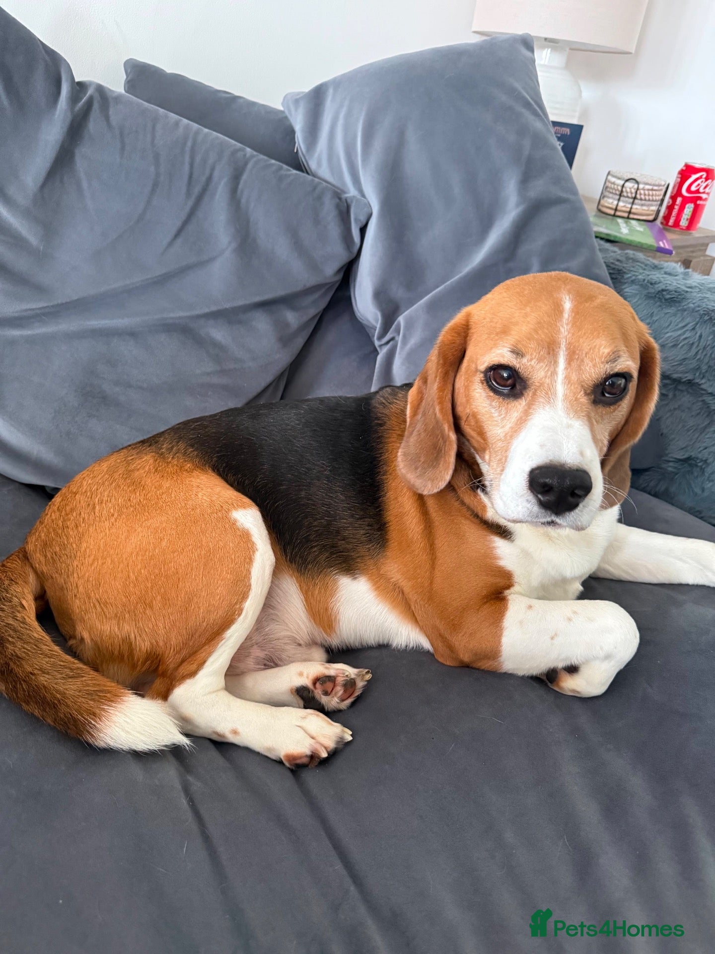 Beagle dogs Toby  - Advert 3