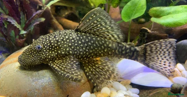 Bettas fish Purple Betta, 4 Corydoras, Catfish and Apple snail - Advert 2