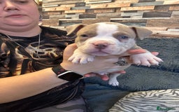 American Bully dogs for sale: 🐾 ABKC Registered Micro/Pocket Bully Puppies! 🐾 - Image 15