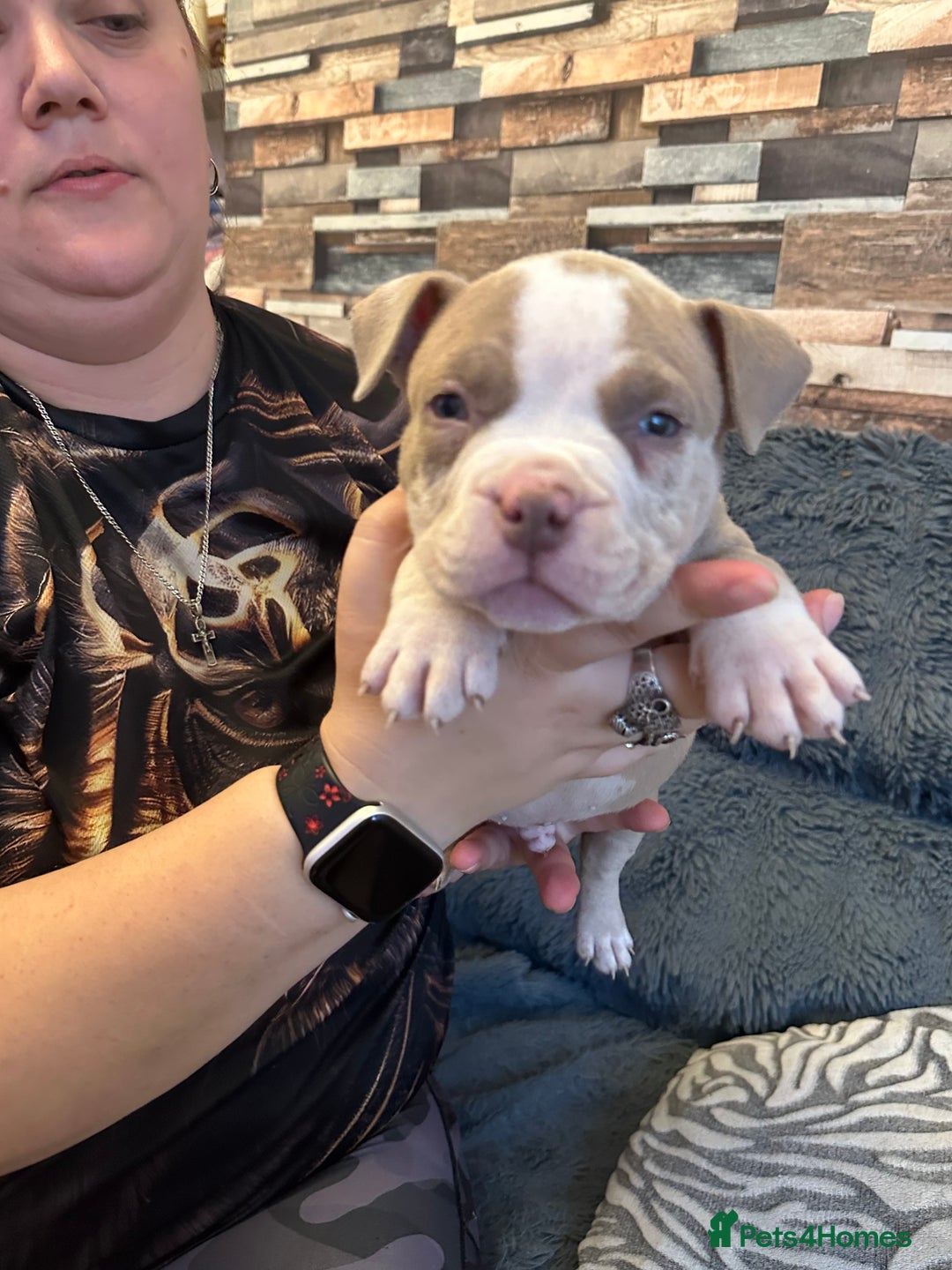 American Bully dogs for sale: 🐾 ABKC Registered Micro/Pocket Bully Puppies! 🐾 - Image 15