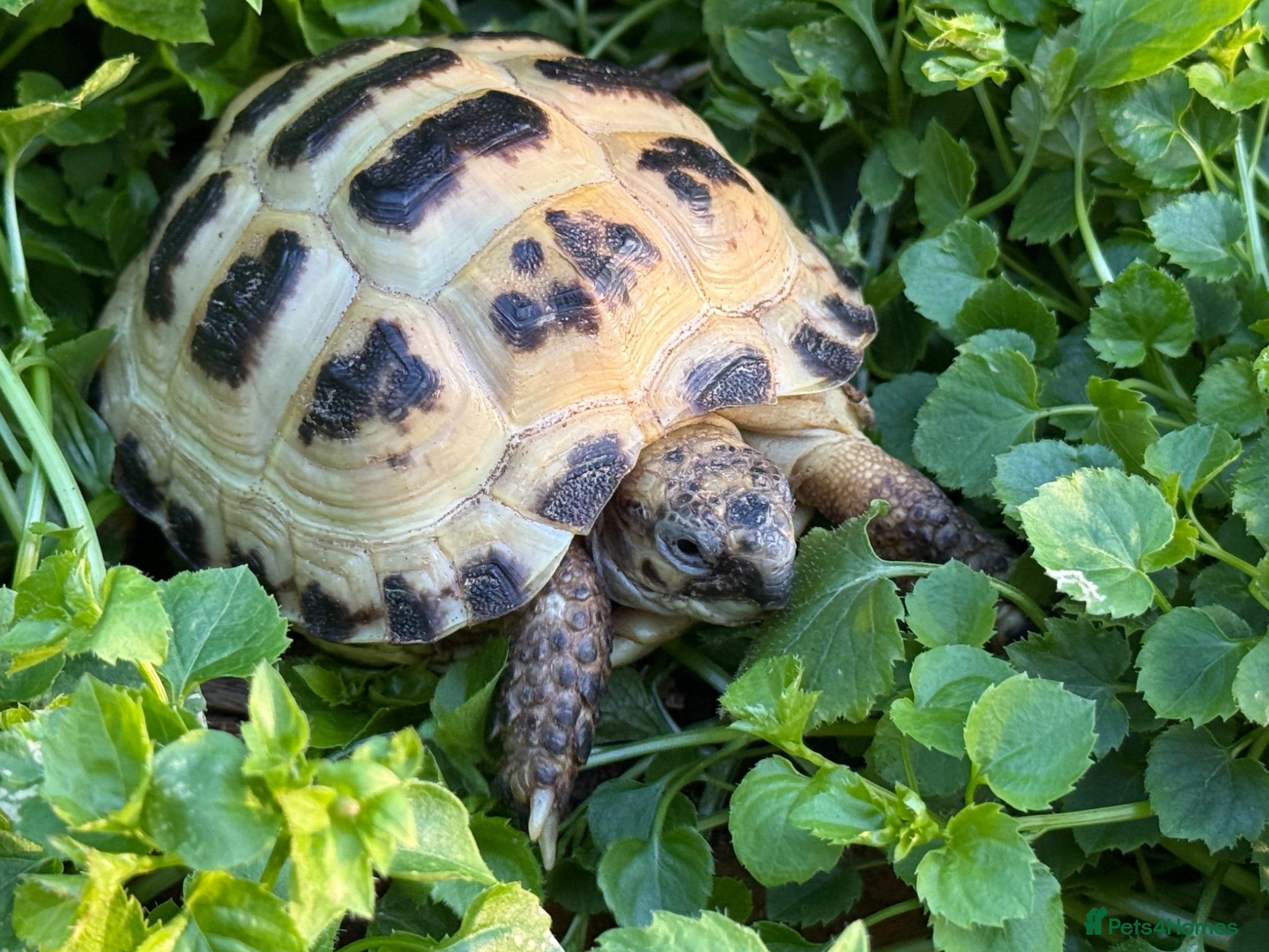 Tortoise reptiles Horsfield tortoise for sale  - Advert 1