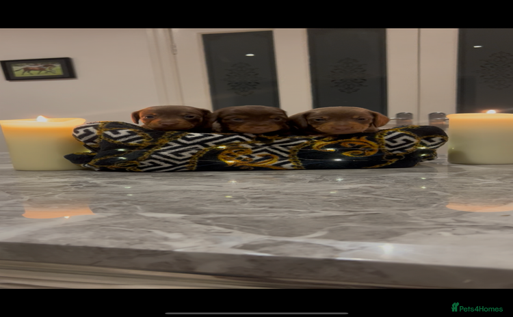 Miniature Dachshund dogs - Advert 16