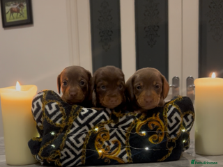 Miniature Dachshund dogs Miniature dachshunds - Advert 15