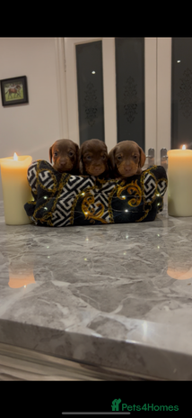 Miniature Dachshund dogs - Advert 1
