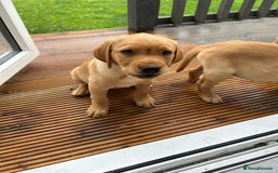 Labrador Retriever dogs for sale: Ready Now Beautiful Boy Labrador Puppies  - Image 35