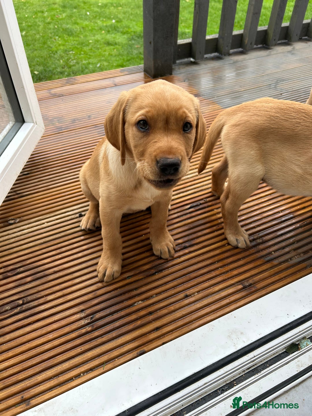 Labrador Retriever dogs for sale: Ready Now Beautiful Boy Labrador Puppies  - Image 35