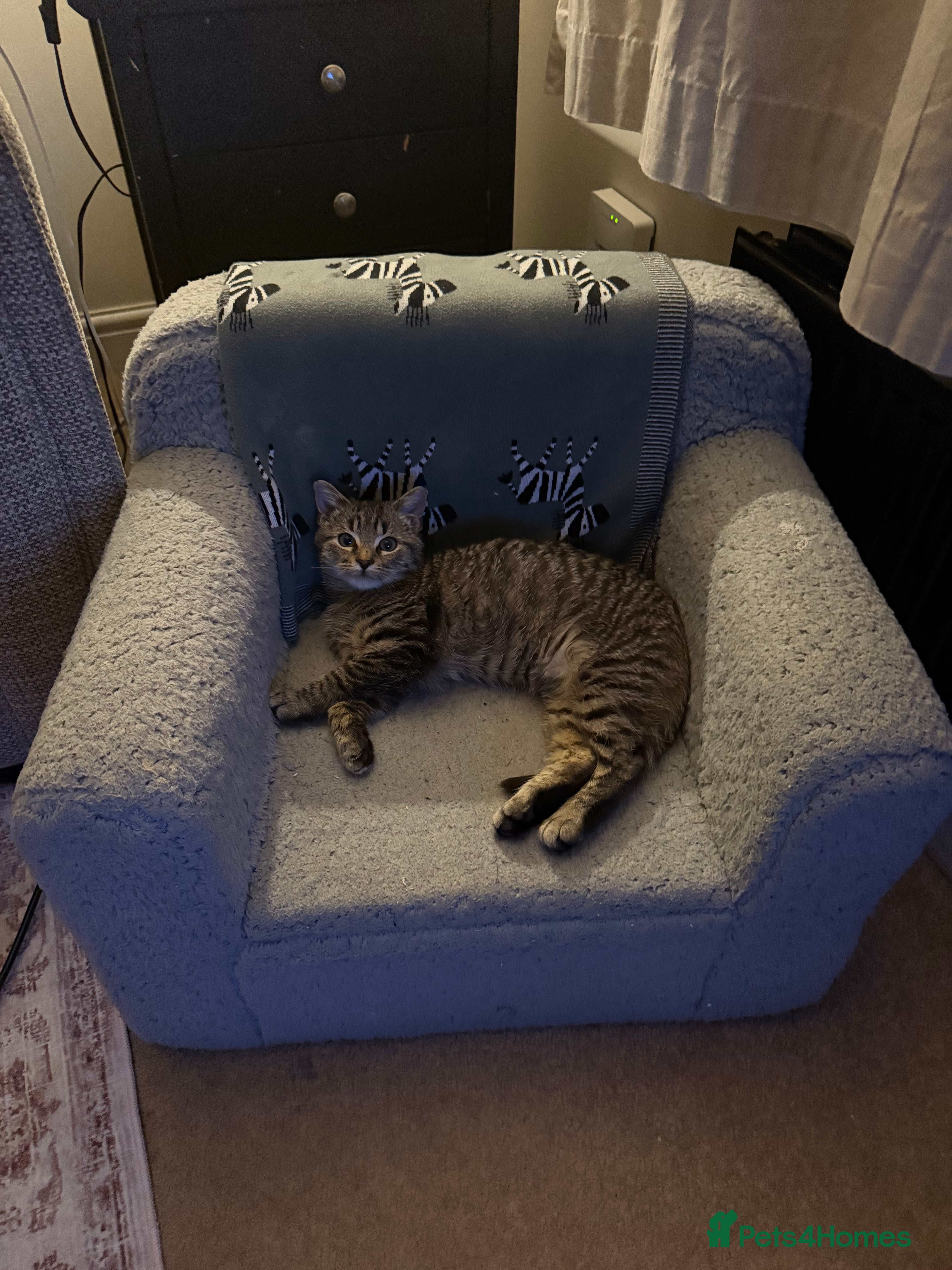 Mixed Breed cats Ronnie, blue Russian x maincoone - Advert 1