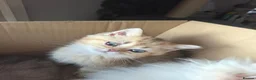 British Longhair cats for sale: Golden British longhair pure bloodline  - Advert 18
