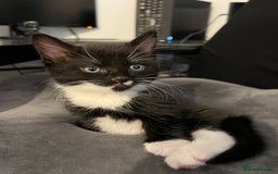 Mixed Breed cats for sale: Two beautiful boys - Image 1