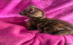 Maine Coon cats for sale: Beautiful Maine Coon Cross Kittens  - Image 25