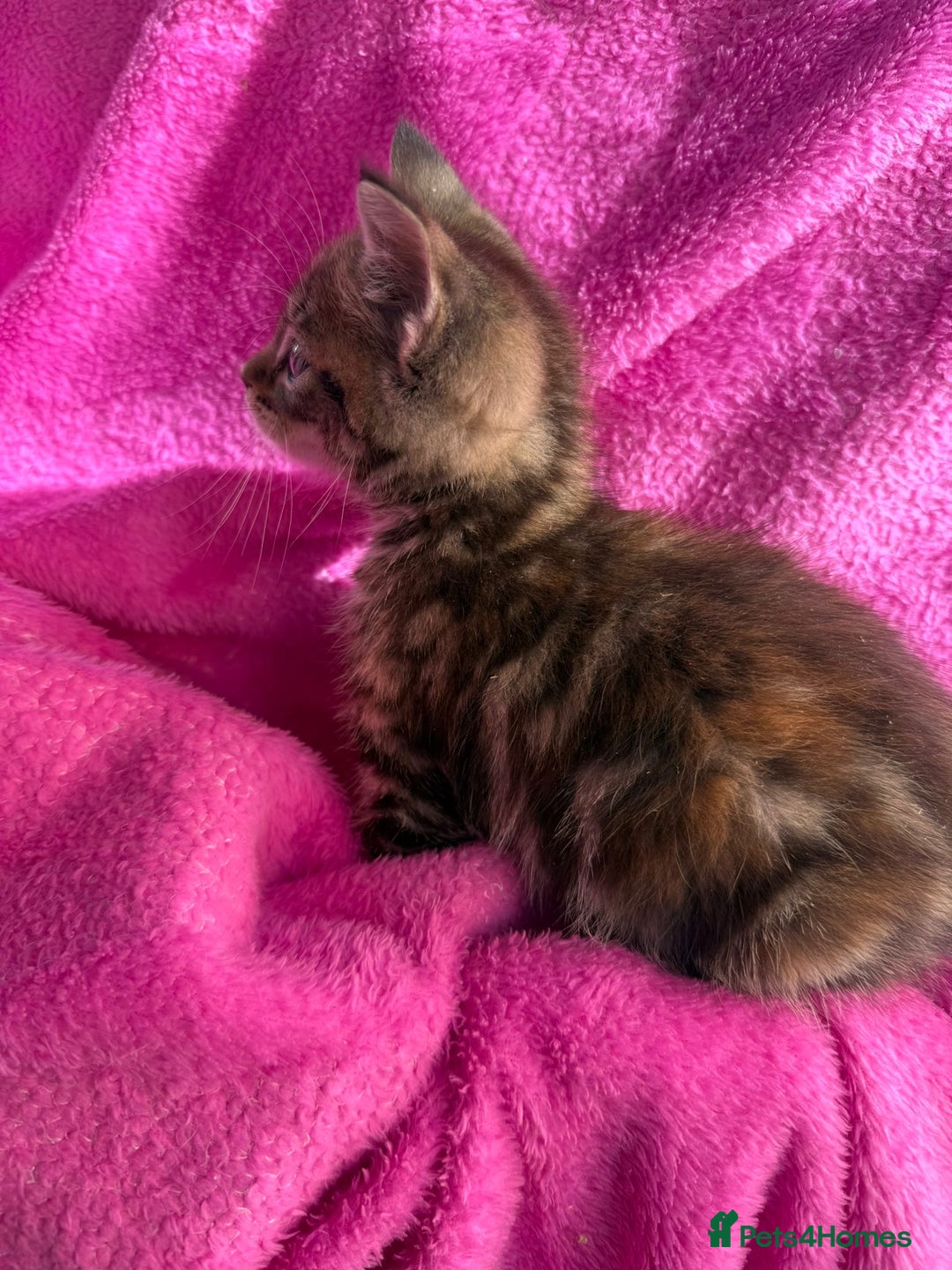 Maine Coon cats for sale: Beautiful Maine Coon Cross Kittens  - Image 25