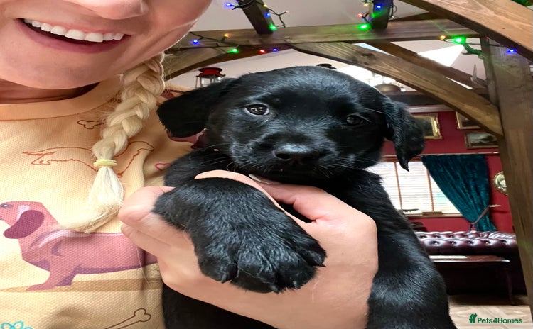 Labrador Retriever dogs - Advert 8