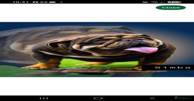 English Bulldog dogs - Advert 10