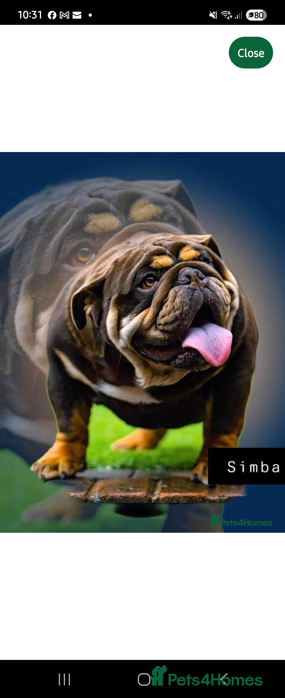 English Bulldog dogs for sale: Amazing English Bulldog Puppies - Image 3