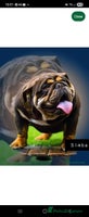 English Bulldog dogs - Advert 13