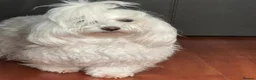 Maltese dogs for sale: KC registered Maltese boy  - Advert 5