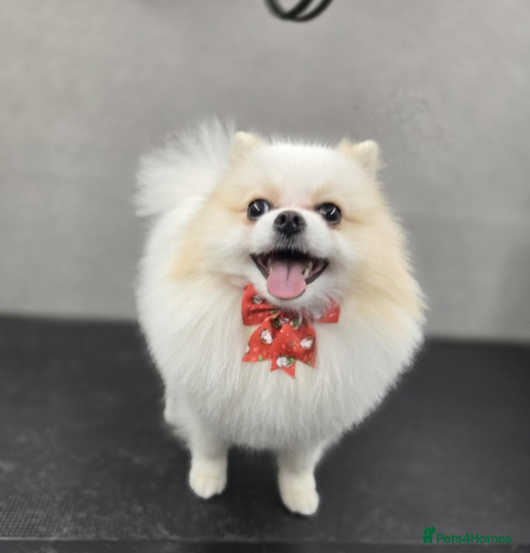 Pomeranian dogs Felus - Advert 1