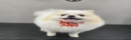 Pomeranian dogs for stud: Felus - Advert 1