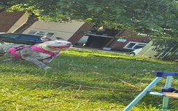 Old Tyme Bulldog dogs for sale: Old tyme English bulldog ( 3 years old )  - Image 3