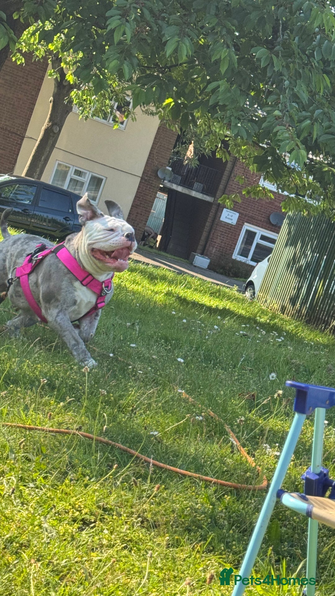 Old Tyme Bulldog dogs for sale: Old tyme English bulldog ( 3 years old )  - Image 3