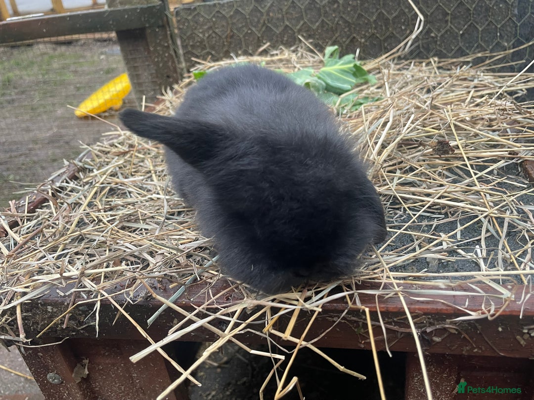 Mini Lop rabbits for sale: Beautiful mini lop babies  - Advert 12