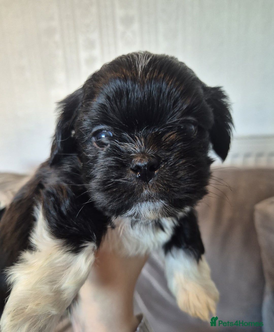 Lhasa Apso dogs for sale: Lhaso Apso Puppies  - Image 14