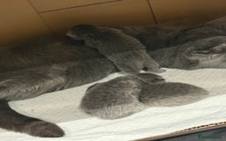 Scottish Fold cats for sale: Scottish fold  - Image 6