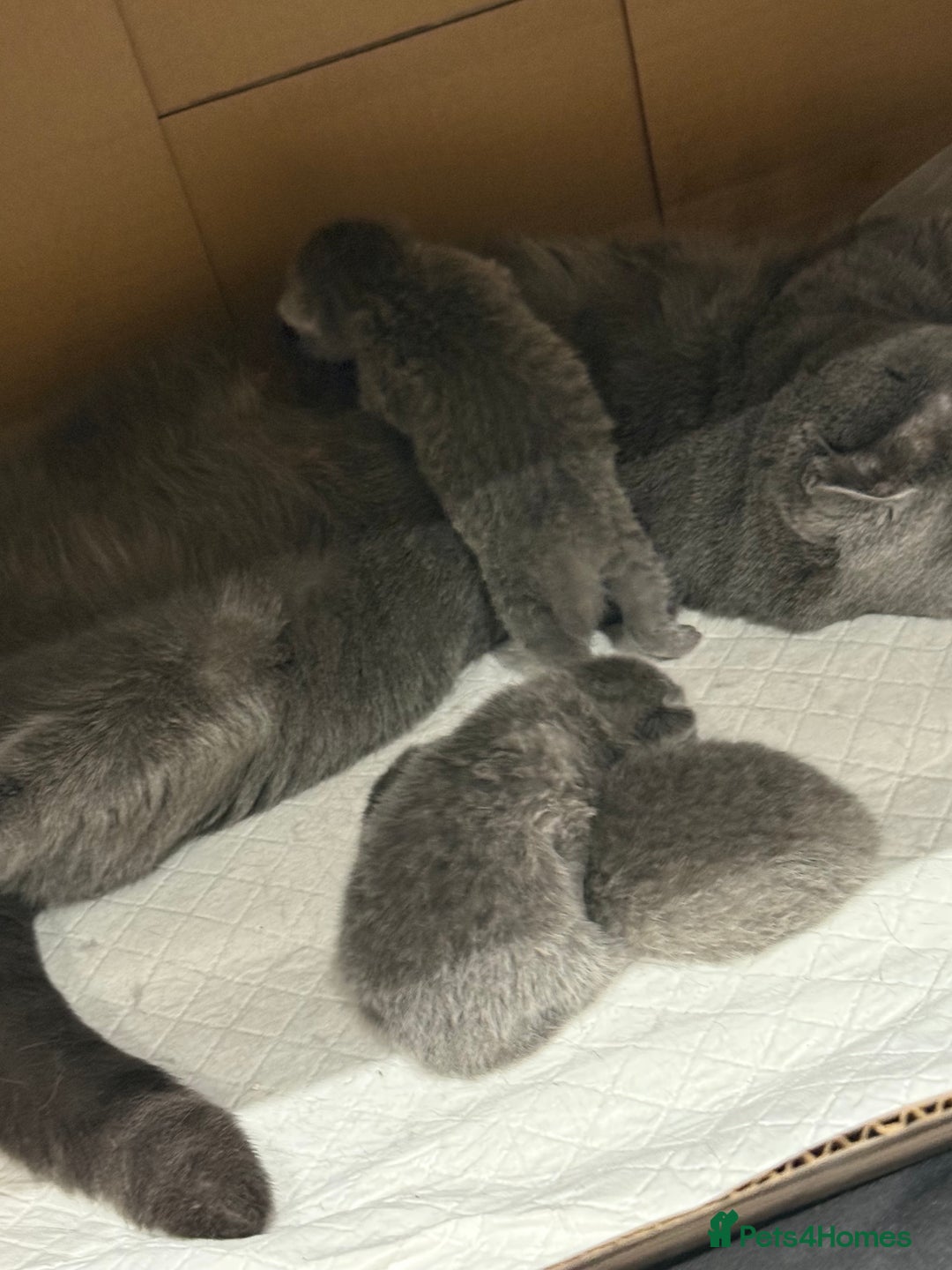 Scottish Fold cats for sale: Scottish fold  - Image 6