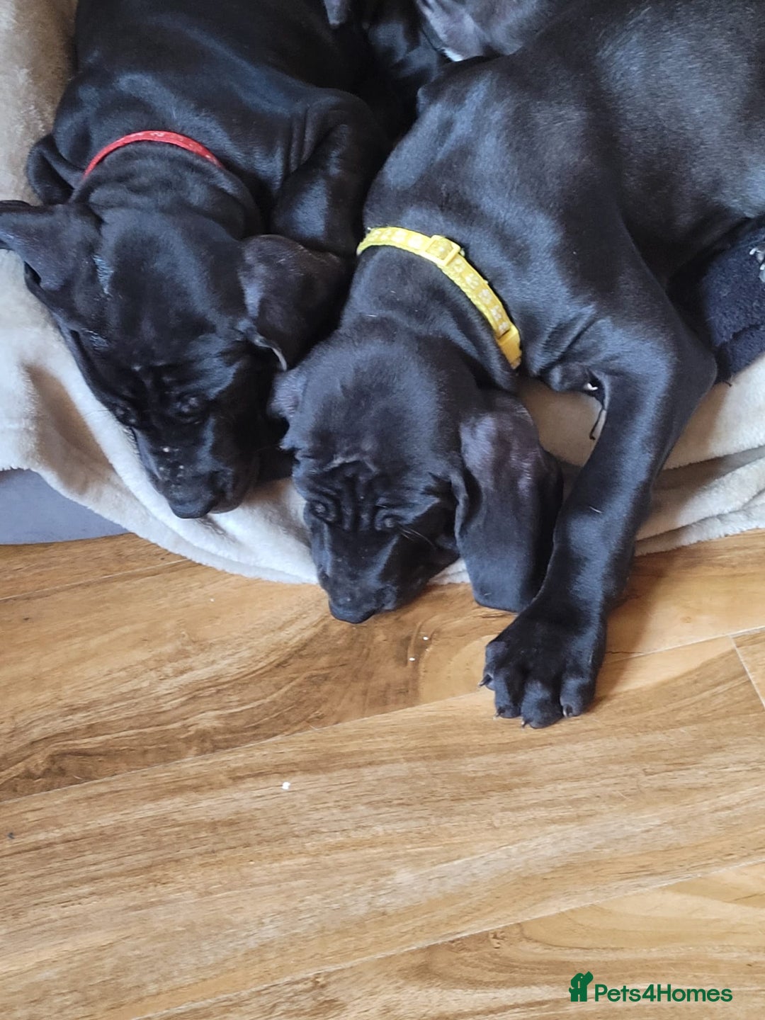 Great Dane dogs for sale: Only 2 beautiful Great Dane girls left. Ready now - Advert 6